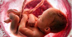 Blog Image Of Unborn Child